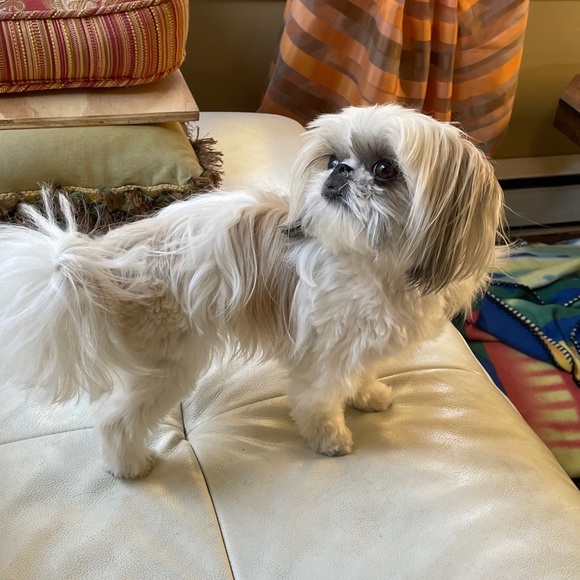 Meet your Posher, Lisbeth - Picture 1 of 1